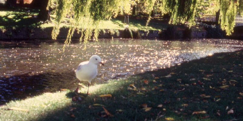 Along the Avon River