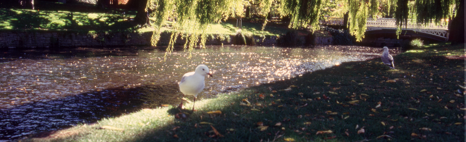 Along the Avon River