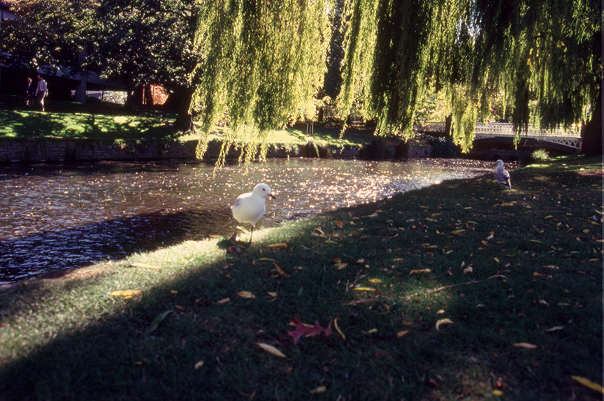 The Avon River, Christchurch