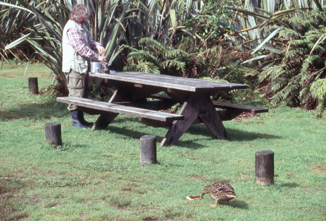 Lake Ianthe camper feeding toast to a duck