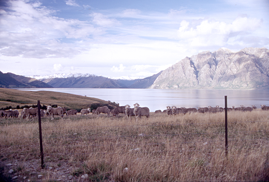 More sheep, Lake Hawea