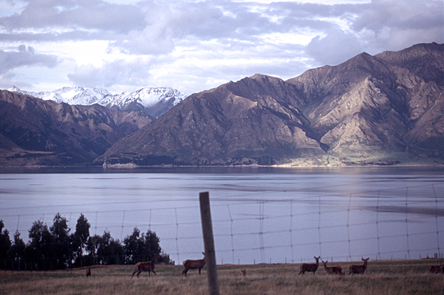 Deer, Lake Hawea