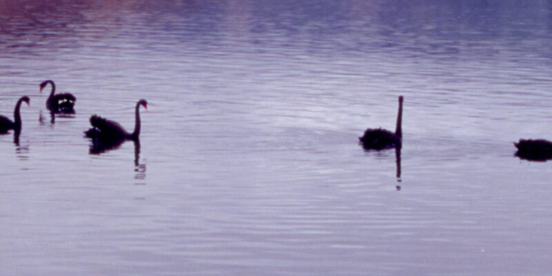 Black Swans, Otago