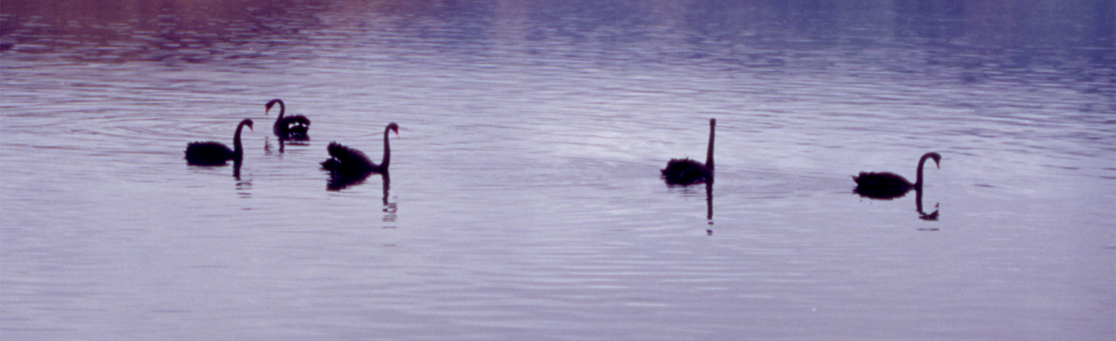 Black Swans, Otago