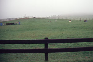 Our horse farm, Taupo